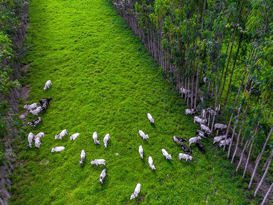 Novas oportunidades de mercado e possibilidades de expansão para a agricultura brasileira.